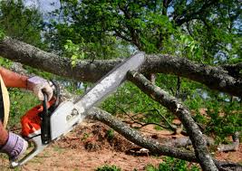 Best Firewood Processing and Delivery  in Glasgow, VA